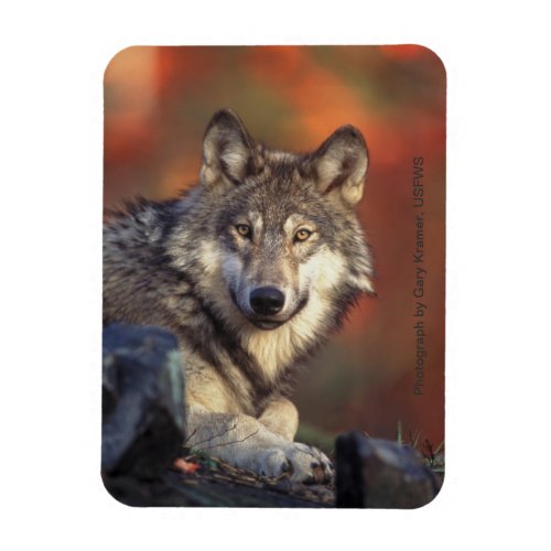 Gray Wolf Magnet