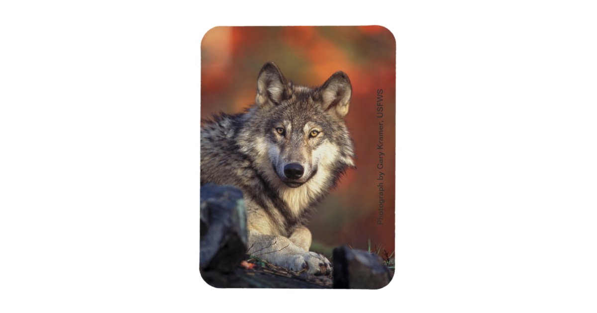 Gray Wolf Magnet | Zazzle