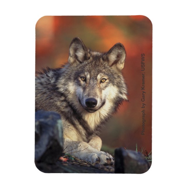 Gray Wolf Magnet (Vertical)