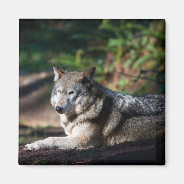 Gray wolf magnet (Front)