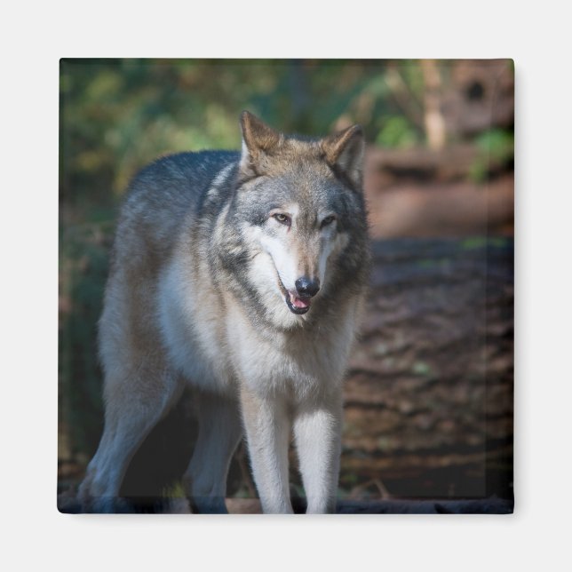 Gray wolf magnet (Front)