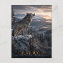 Gray Wolf Mountain Wilderness ANIMALS