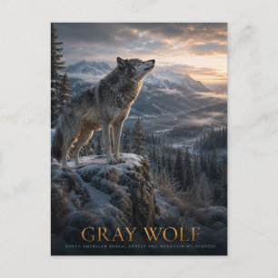 Gray Wolf Mountain Wilderness ANIMALS Postcard