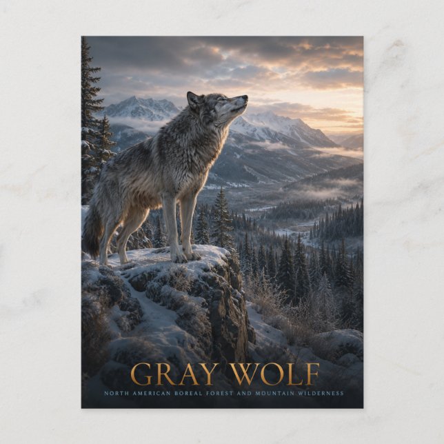 Gray Wolf Mountain Wilderness ANIMALS Postcard (Front)