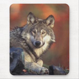 Gray Wolf Mousepad