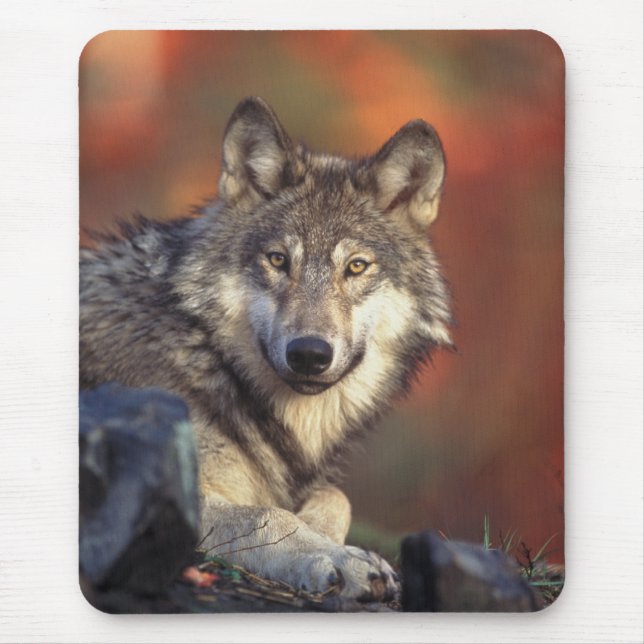Gray Wolf Mousepad (Front)