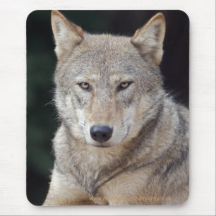 Gray Wolf Mousepad