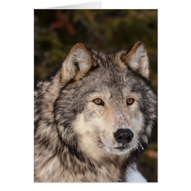 Gray Wolf Note Card (Front)