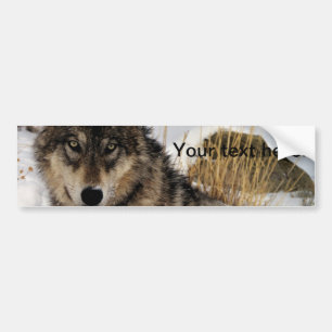 Gray Wolf or Timber Wolf Laying in the Snow Bumper Sticker