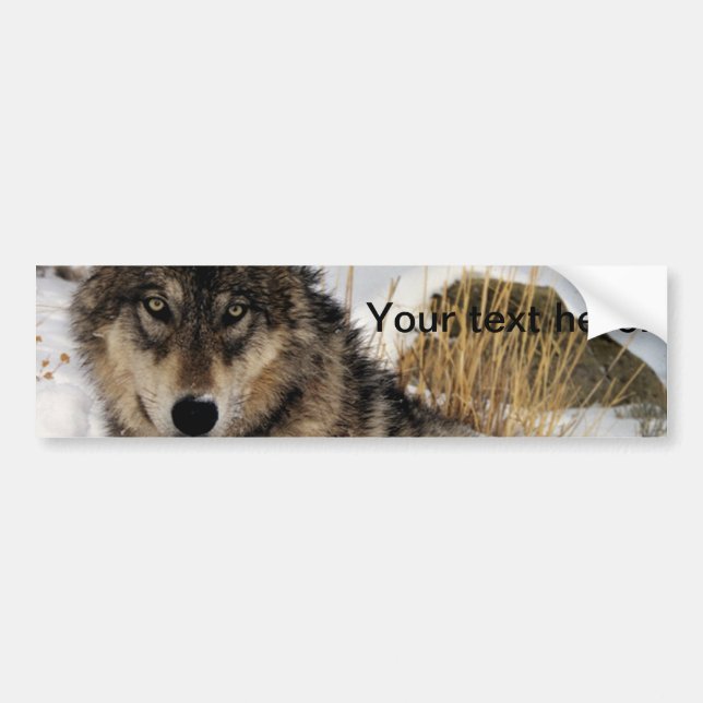 Gray Wolf or Timber Wolf Laying in the Snow Bumper Sticker (Front)