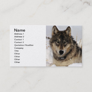Gray Wolf or Timber Wolf Laying in the Snow Business Card