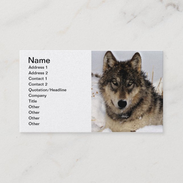 Gray Wolf or Timber Wolf Laying in the Snow Business Card (Front)