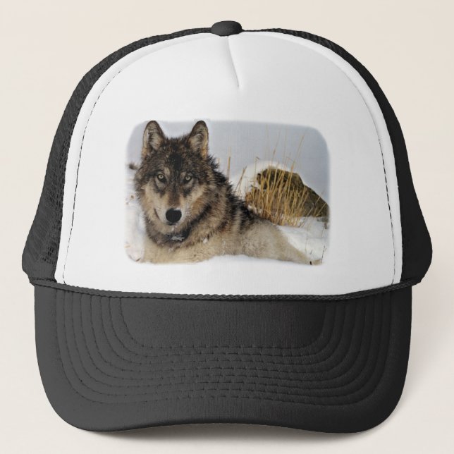 Gray Wolf or Timber Wolf Laying in the Snow Trucker Hat (Front)