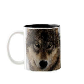 Gray Wolf or Timber Wolf Laying in the Snow Two-Tone Coffee Mug