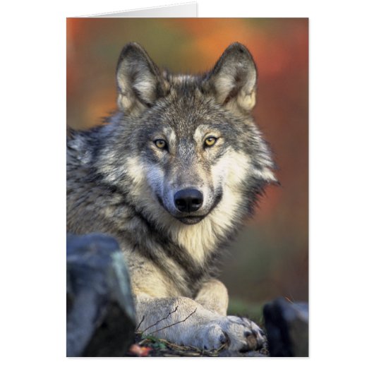 Gray Wolf Photo Cards (Front)
