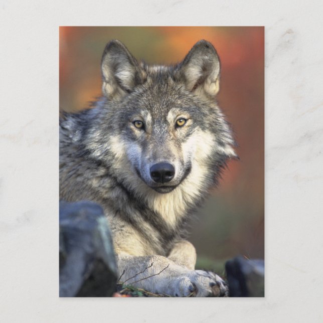 Gray Wolf Photo Postcard (Front)