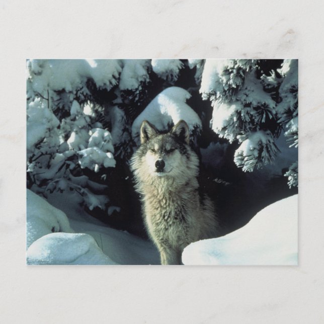 Gray Wolf Postcard (Front)