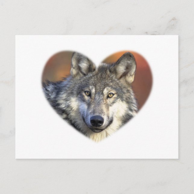 Gray Wolf Postcard (Front)