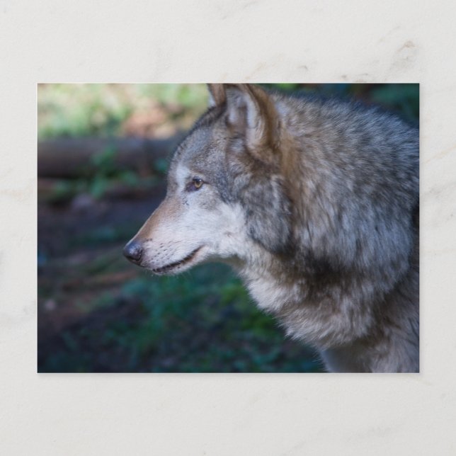Gray wolf postcard (Front)
