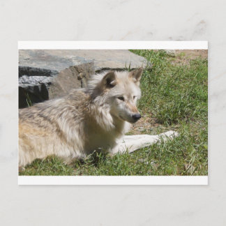 Gray Wolf  Postcard