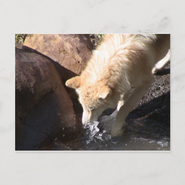 Gray Wolf Postcard (Front)