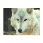 Gray Wolf Postcard