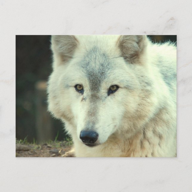 Gray Wolf Postcard (Front)