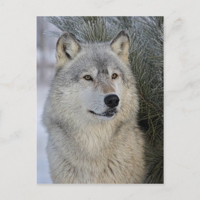 Gray Wolf Postcard (Front)