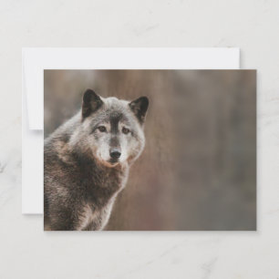 Gray Wolf Postcard