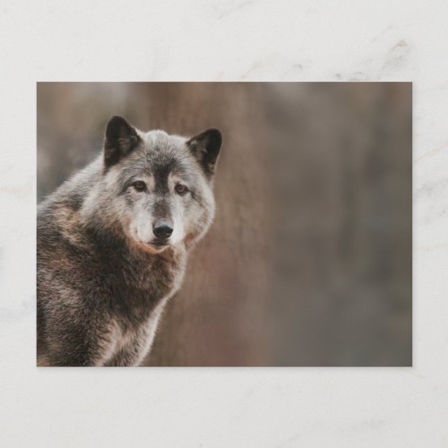 Gray Wolf  Postcard (Front)