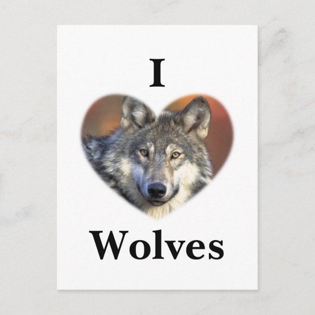Gray Wolf Postcard (Front)