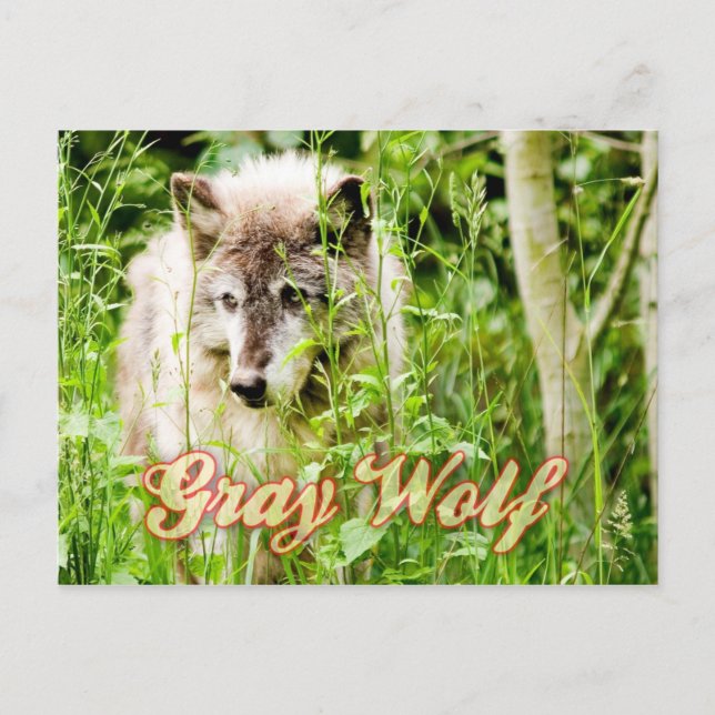 Gray Wolf Postcard (Front)