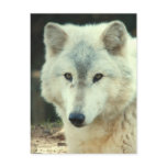 Gray Wolf Postcard
