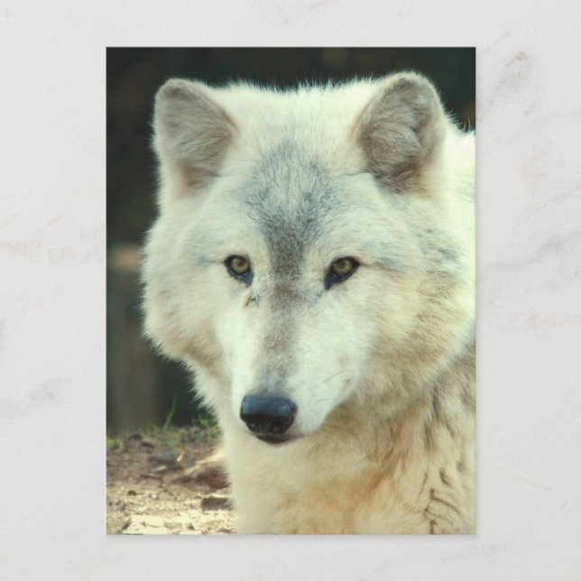 Gray Wolf Postcard (Front)