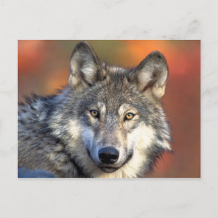 Gray Wolf Postcard