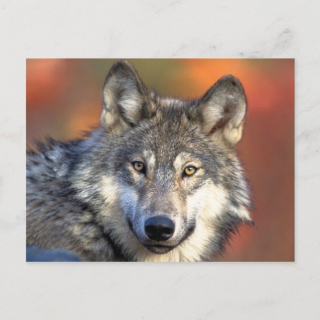 Gray Wolf Postcard (Front)