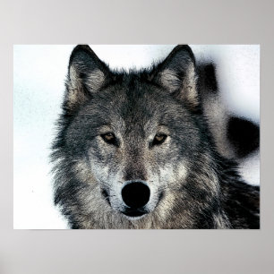 Gray Wolf Poster