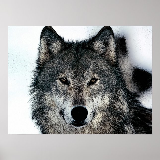 Gray Wolf Poster (Front)