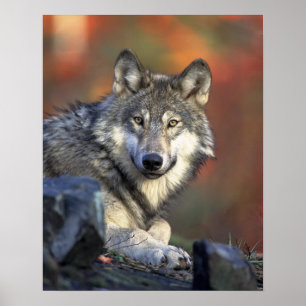 Gray wolf poster