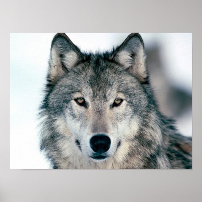 Gray Wolf Poster (Front)