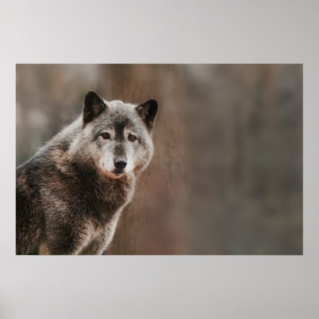 Gray Wolf  Poster (Front)