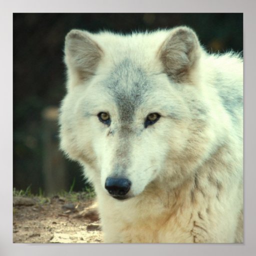 Gray Wolf Print | Zazzle