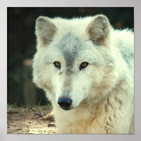 Gray Wolf Print | Zazzle.com