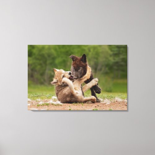 Gray Wolf Pups Wresting Canvas Print