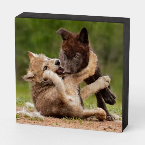 Gray Wolf Pups Wresting Wooden Box Sign