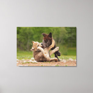 Gray Wolf Pups Wrestling Canvas Print