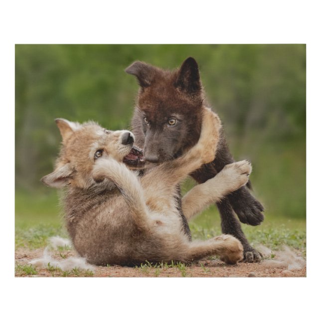 Gray Wolf Pups Wrestling Faux Canvas Print (Front)