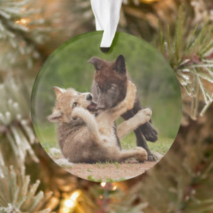 Gray Wolf Pups Wrestling Ornament
