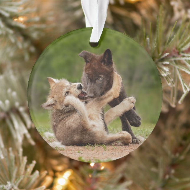 Gray Wolf Pups Wrestling Ornament (Tree)