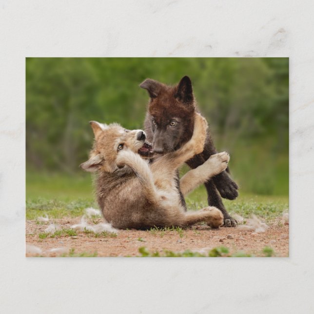 Gray Wolf Pups Wrestling Postcard (Front)